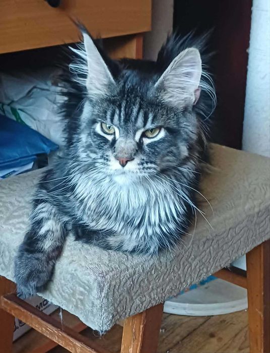 Maine Coon (Мейн кун)