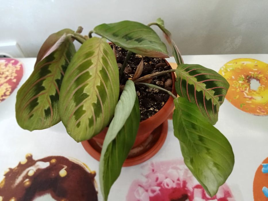 Продам цветы комнатные