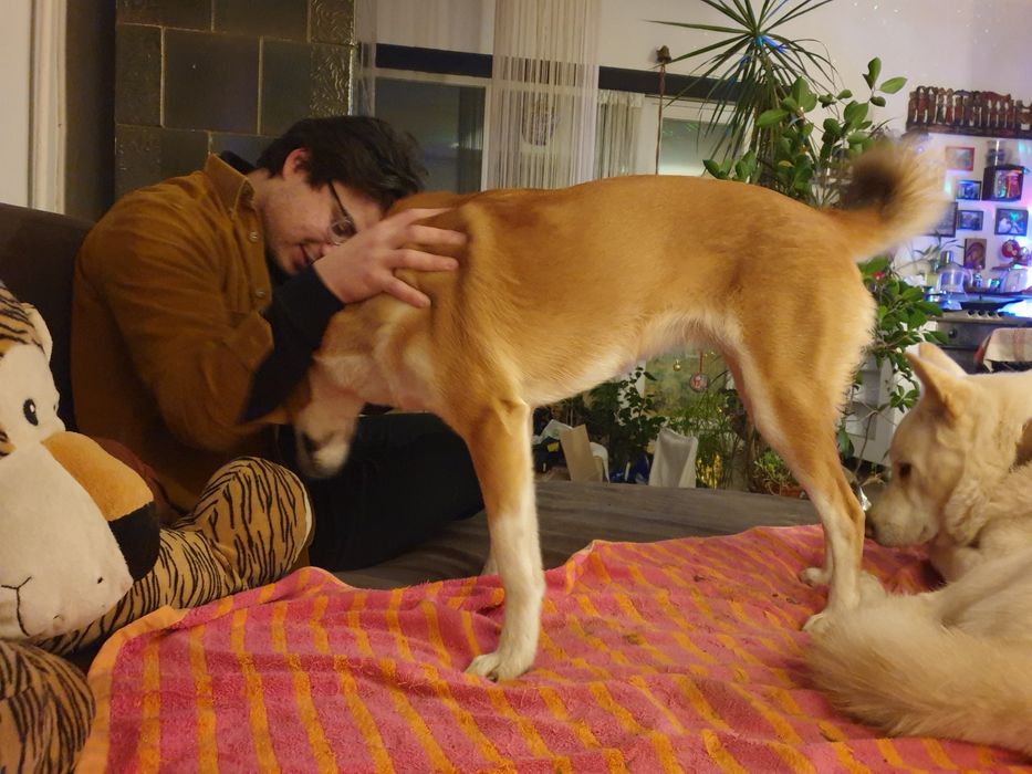 Meditații limba Araba