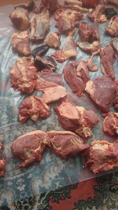 Соғым согым жылқы еті конина