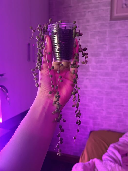 В продажи крестовник роули, детки,срез