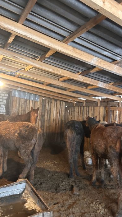 жабагылар сатылады