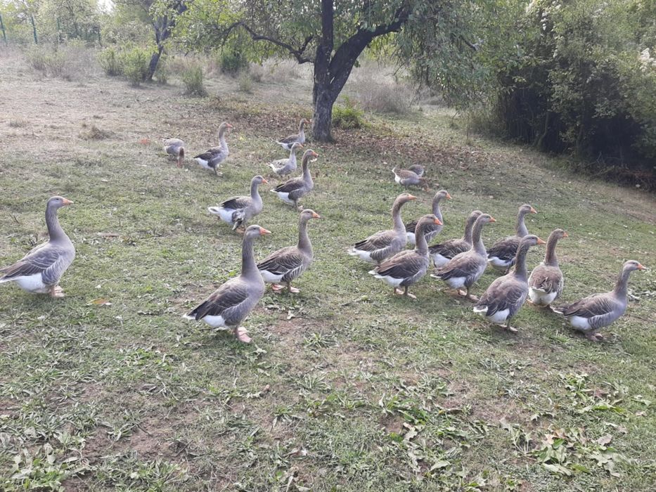 Продавам гъски пуйки неми патици