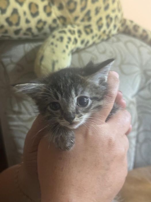 Отдам котят девочки