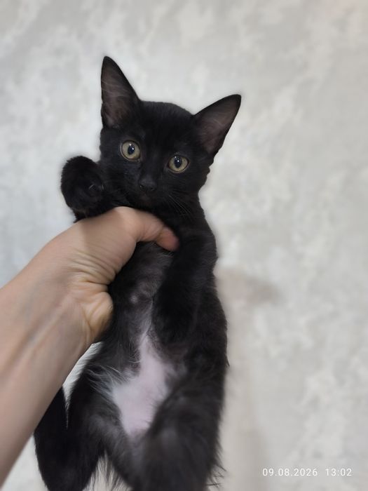 Отдам домашних котят