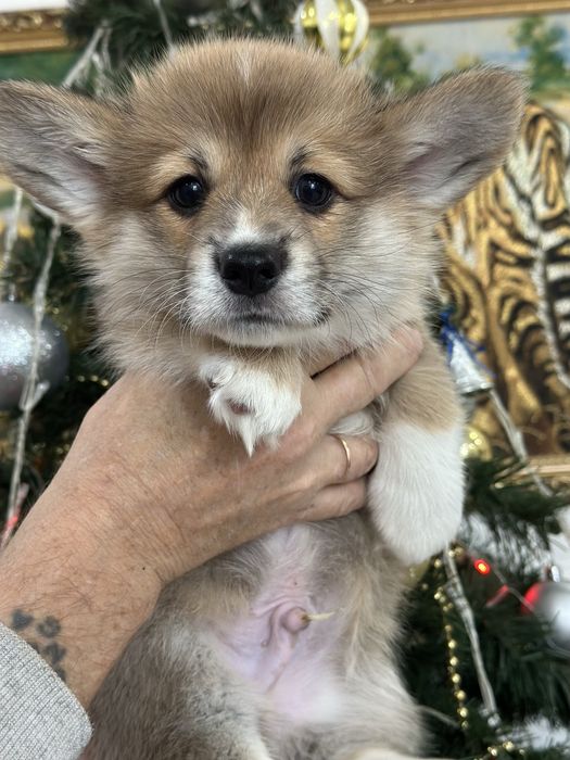 Супер малыши вельш корги пемброк