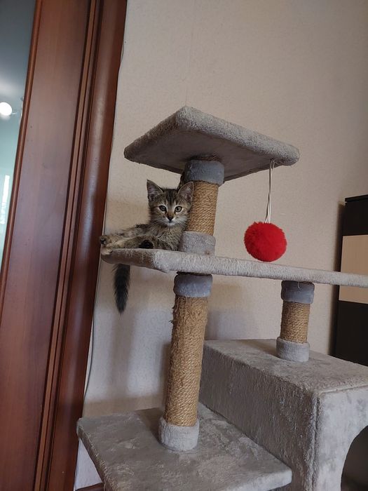 Отдам котенка в добрые руки