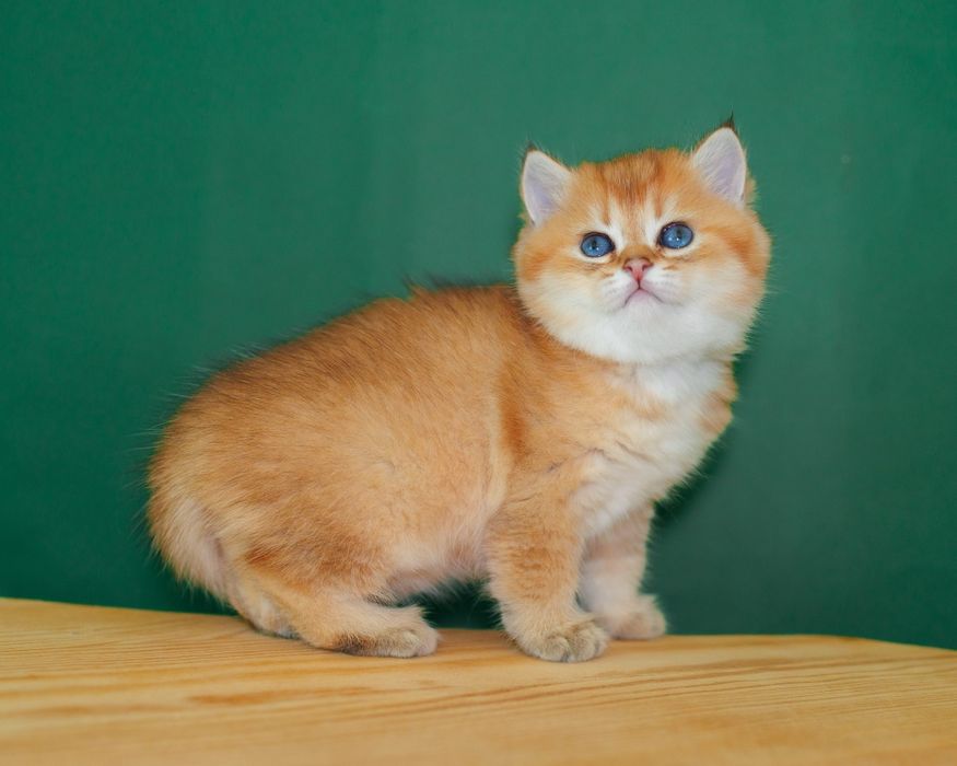 Золотые шиншиллы британские котята