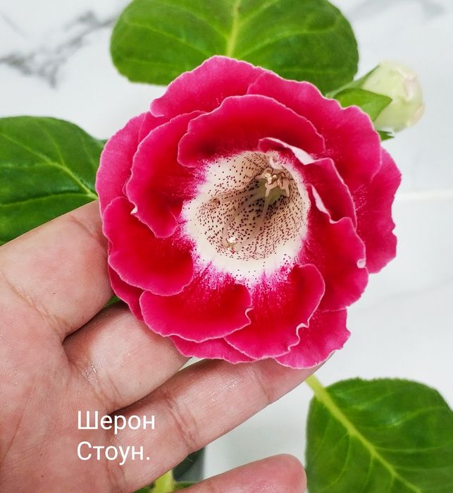 Цветущие глоксинии.