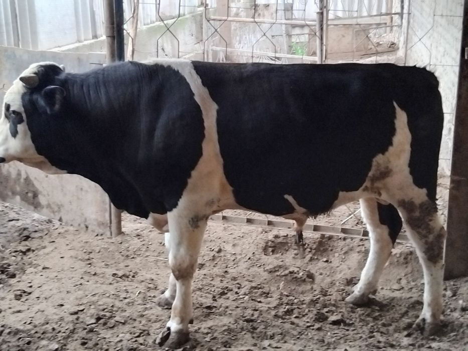 Бука Buqa sotiladi