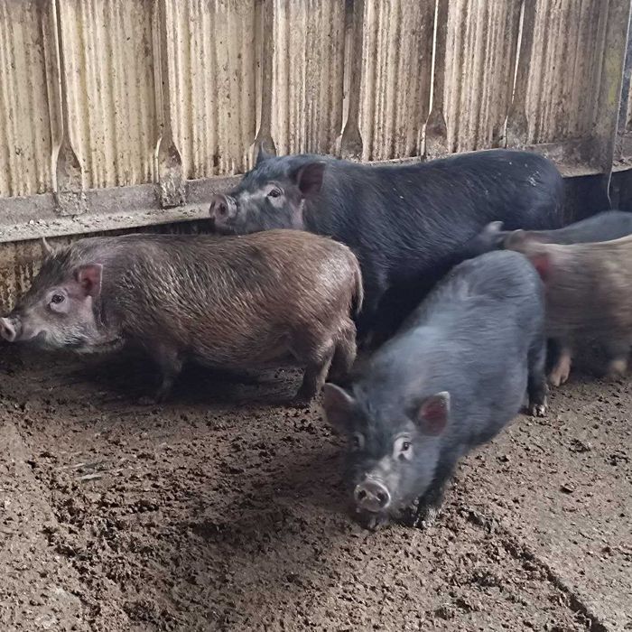 Виетнамски прасенца