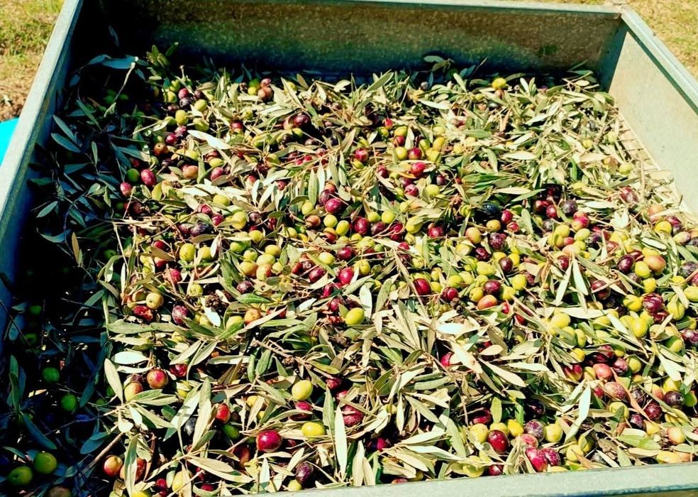 Ulei de măsline extravirgin 100% natural din Grecia