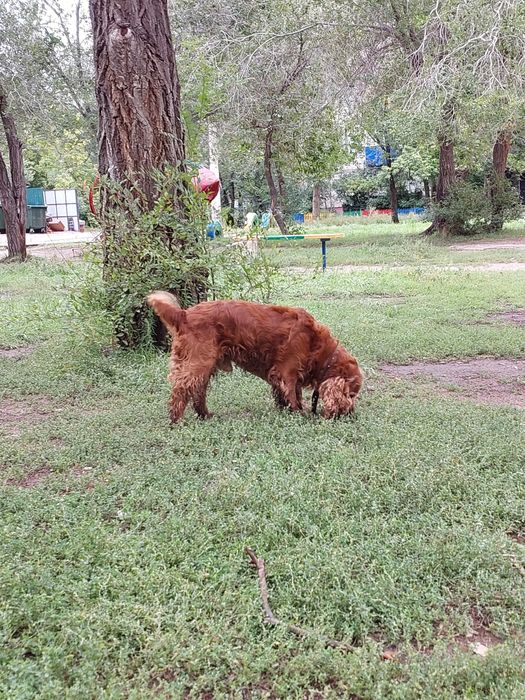 Кобель спаниеля ищет подругу для вязки
