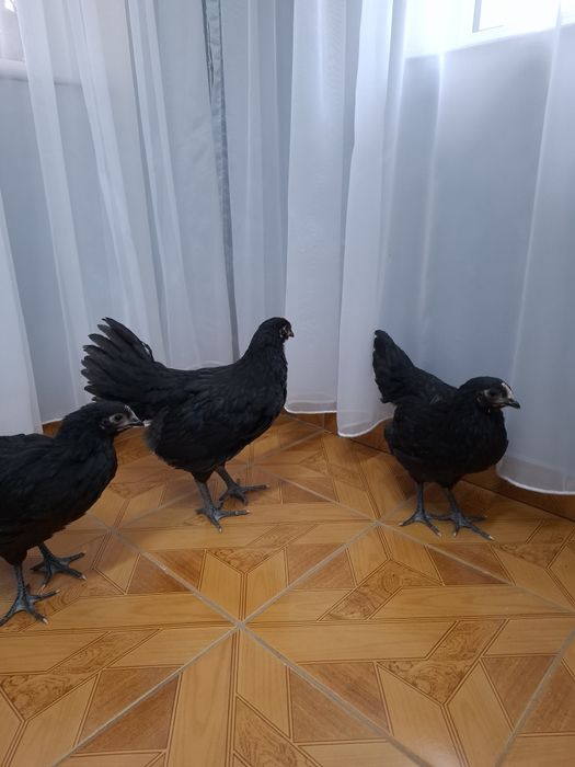 Vând pui Australorp