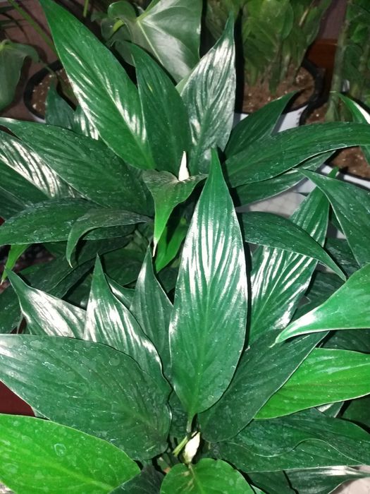 Продается комнатные цветы