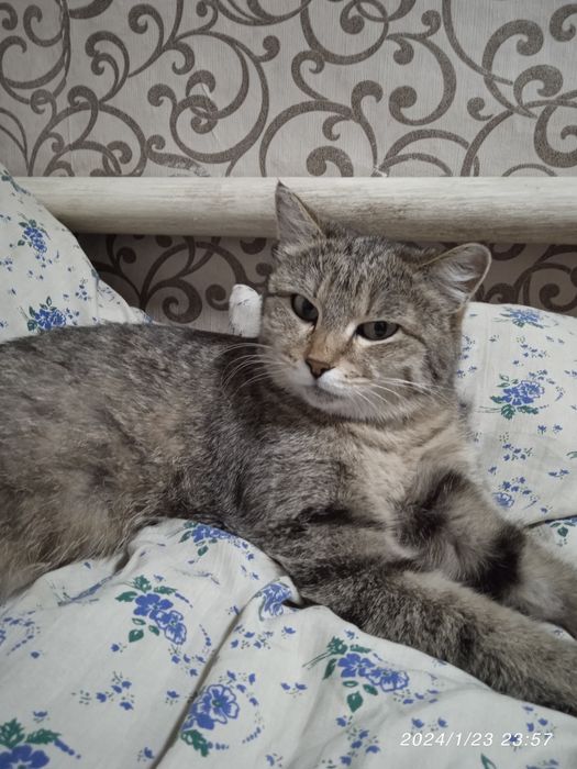 Отдам кошка добрые руки