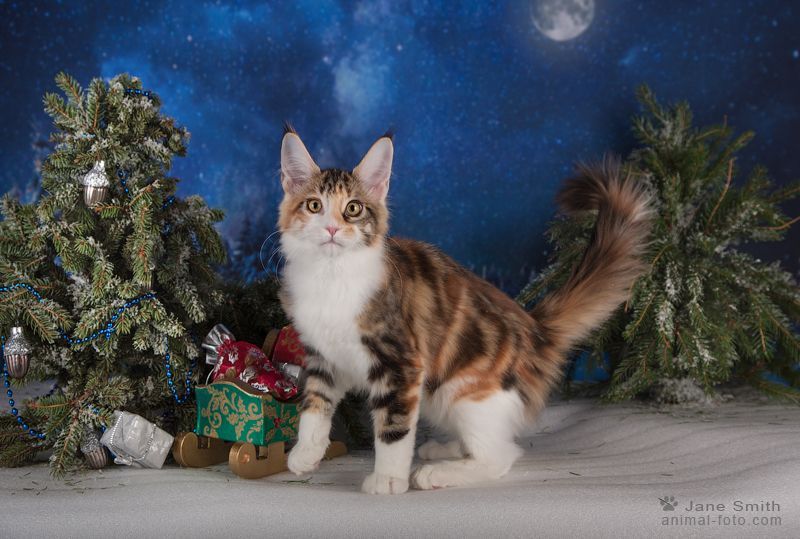 Котята мейн кун из питомника