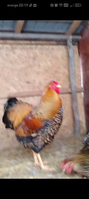 Familie wiandote Gsg 5 gaini și un cocoș.