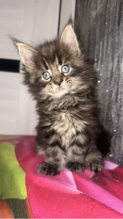 Котята мейнкуны!