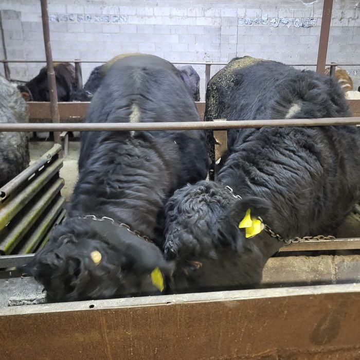 Продам 11 голов Ангусов