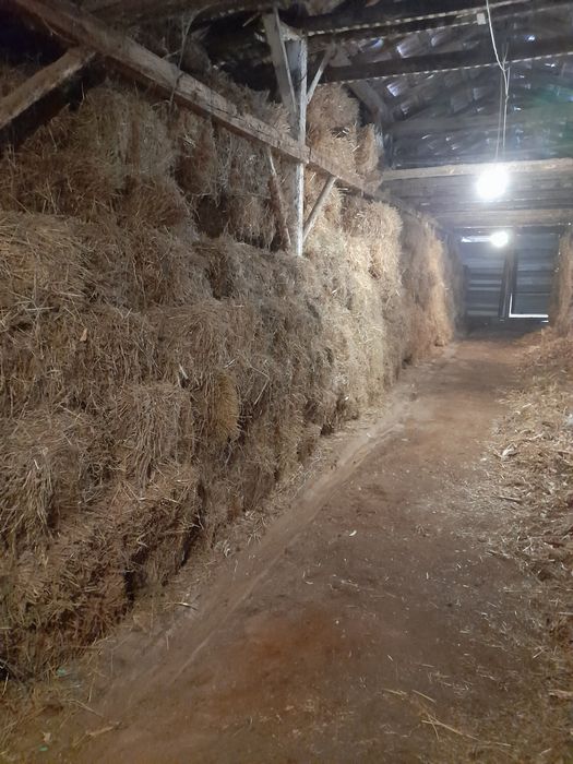 De vanzare Baloti de paie