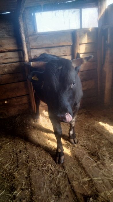 Продам хорошего бычка