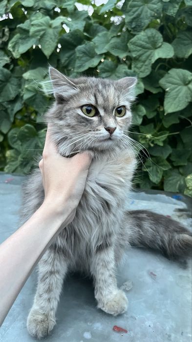 Котята мальчики | 2 месяца