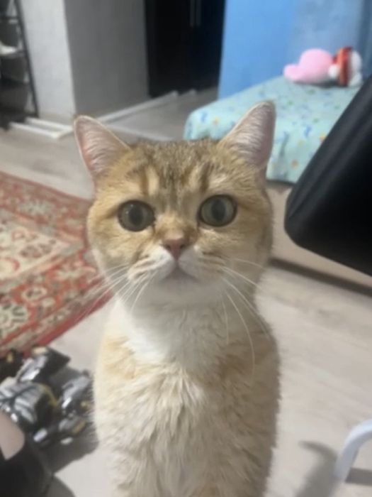 Отдам в добрые руки