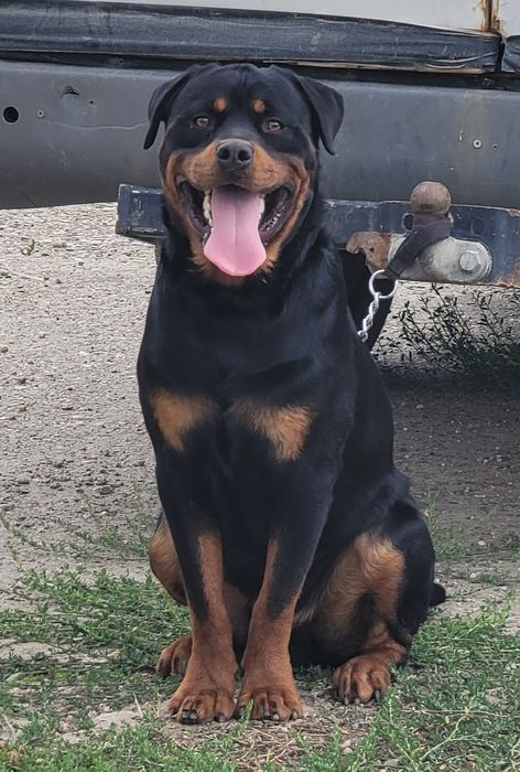 Rotwailer donez pereche frați rotwailer