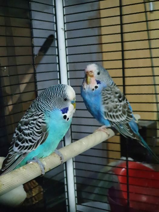 Vând Papagali Peruși diferite culori