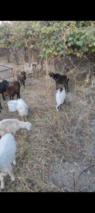 Қой Қозы Ешкі Лақ