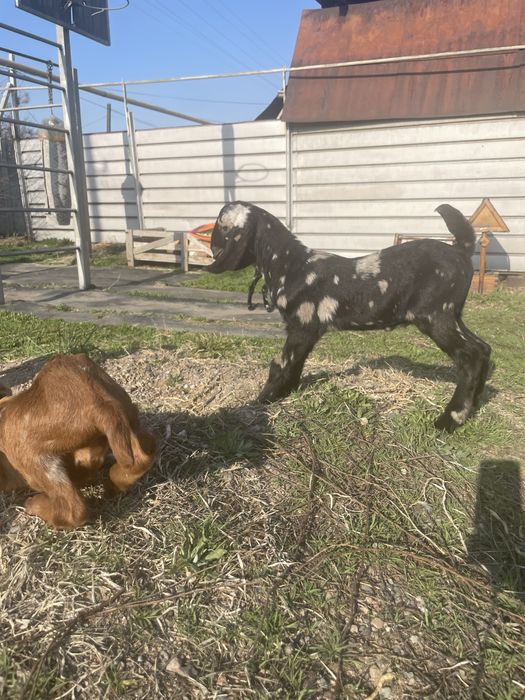 Козочки 50% камори ост нуб %