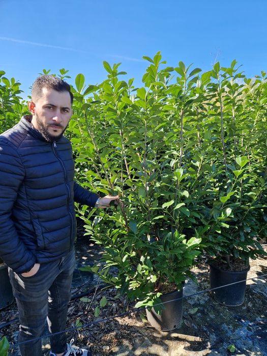 Vand palmieri,  plante exotice, bambus, lămâi, portocal, mandarin tei