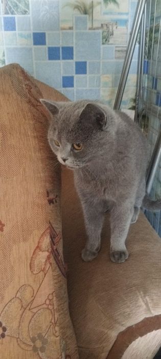 Продам двух кошек