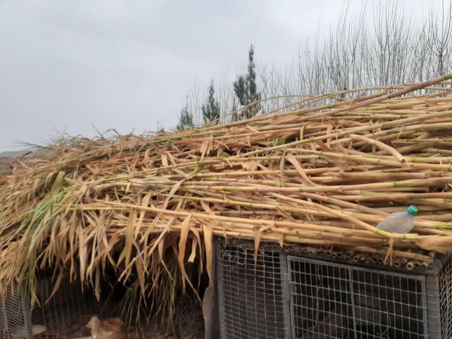 Qamish, bambuk qamish, vassalik ham qamish o'rniga ishlatsa bo'ladi !