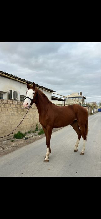 Продется лошадь