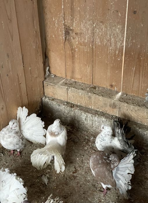 Porumbei voltați de vânzare