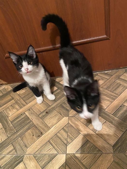 Мысықтың балалары