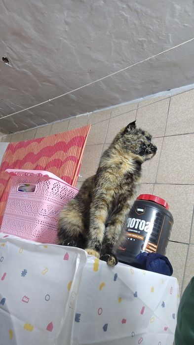 Отдам в хорошие руки кошку.  Умная. Спокойная. Породистая..