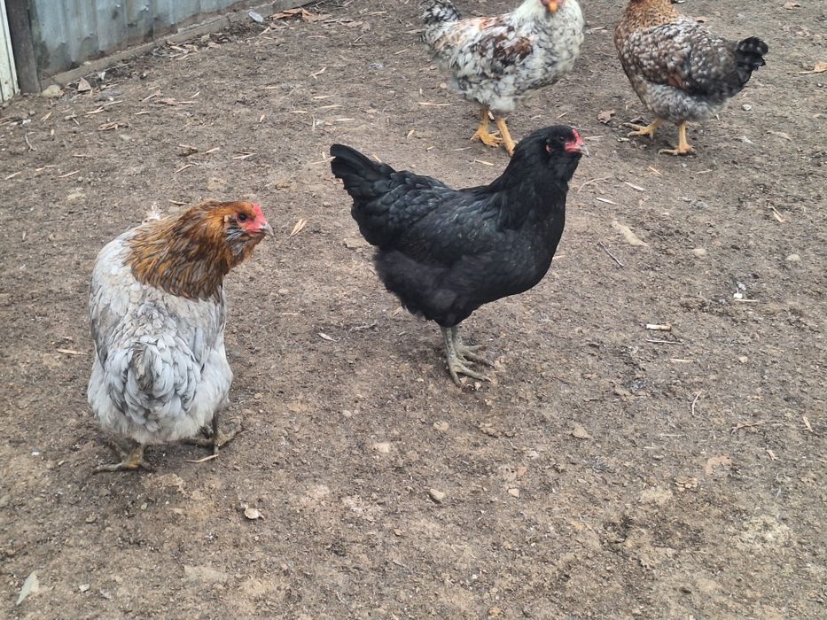 Продам куры амероукано и белефельдер