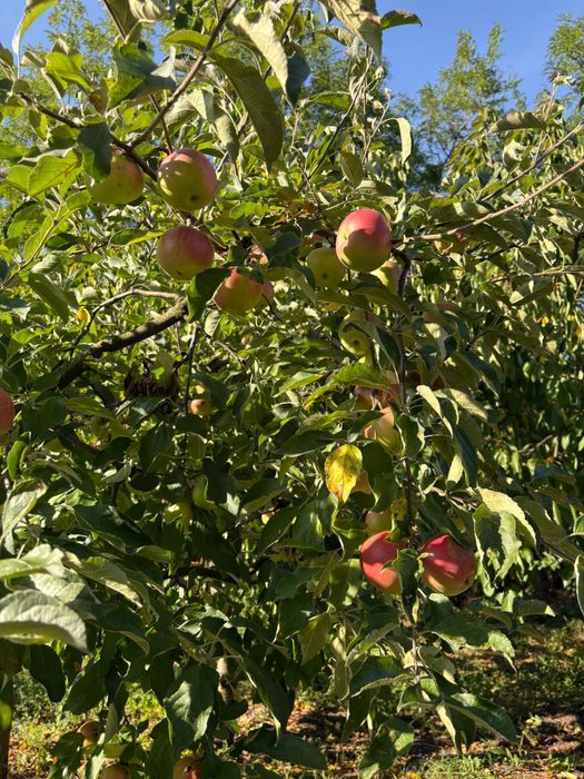 Vand suc de mere bio din recolta proprie fara alte adaosuri la 3L
