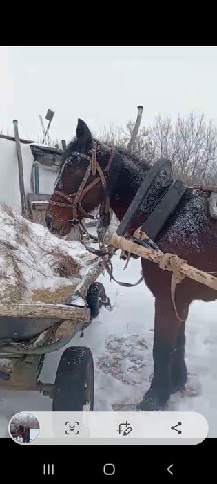 Продам кабылу и мерена