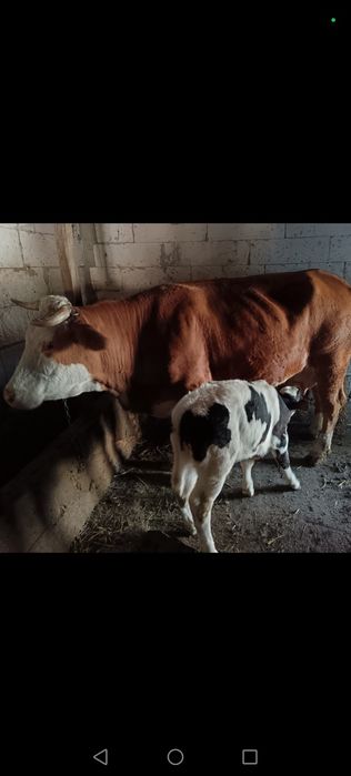 Vaca in vârstă de 5 ani