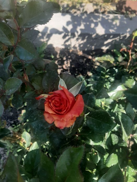 Продам розы 5 лет , хосты