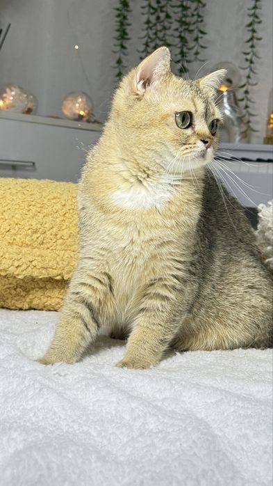 британская кошечка