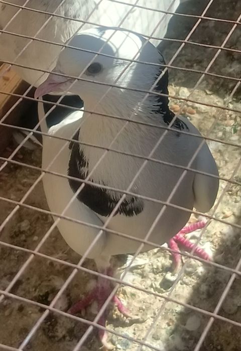 Голуби  белые  продаются.