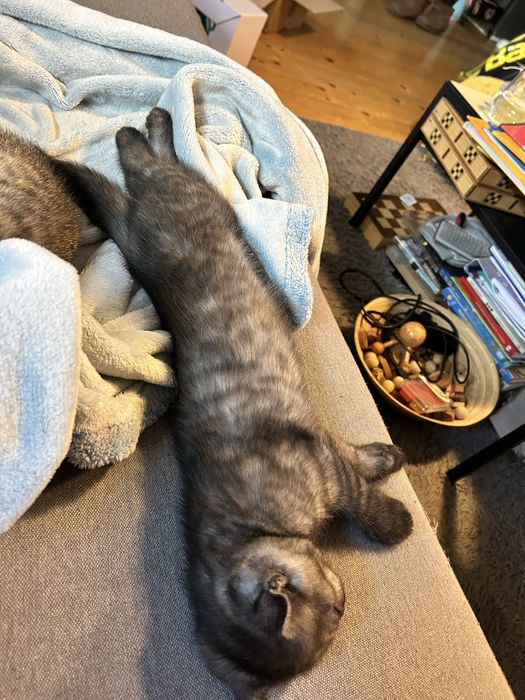 Клепоухо късокосместо британско опушено таби момченце търси своето семейство