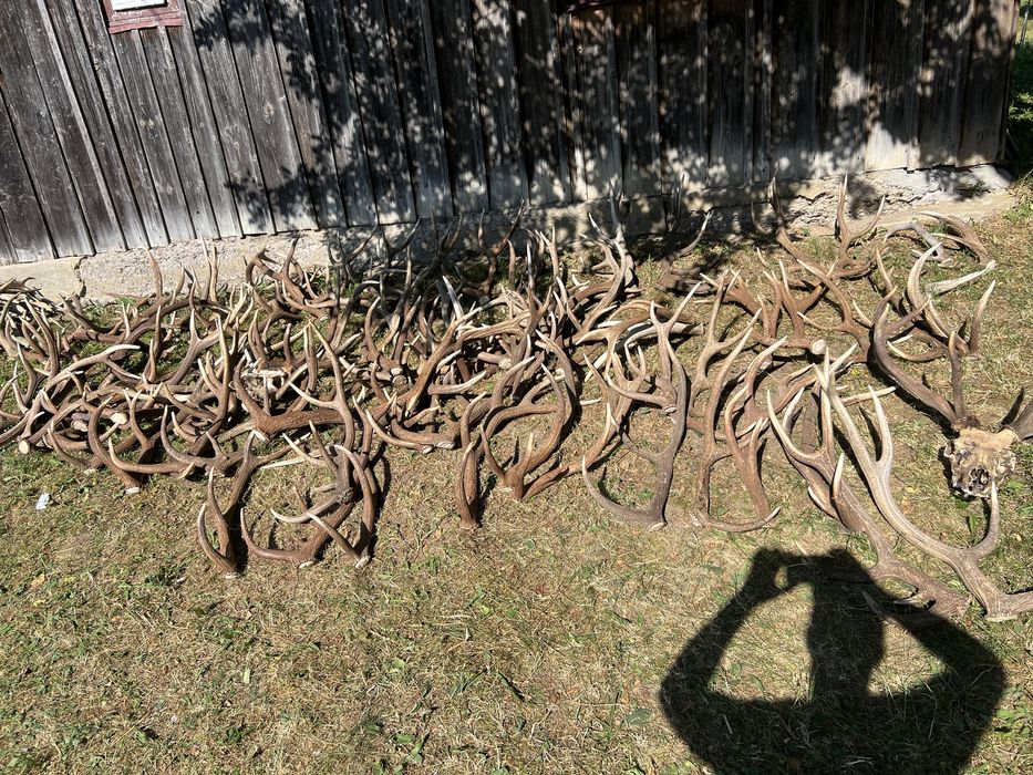 Vand coarne de cerb cantitate mare