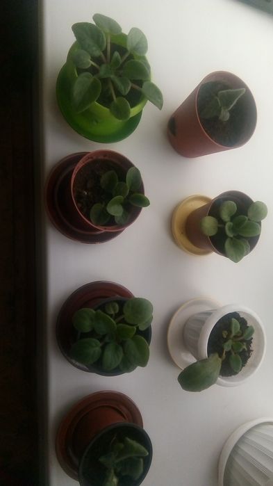 Цветы фиалки домашние 2000