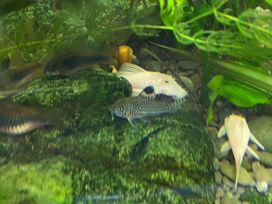 Продам аквариумные растения и рыбок